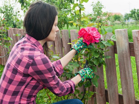 Lawn care and hedge trimming by West Ham gardening services