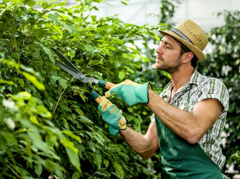 Professional tree surgery equipment used for urban tree care