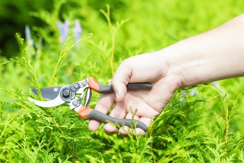 Professional garden maintenance in a West Ham outdoor space