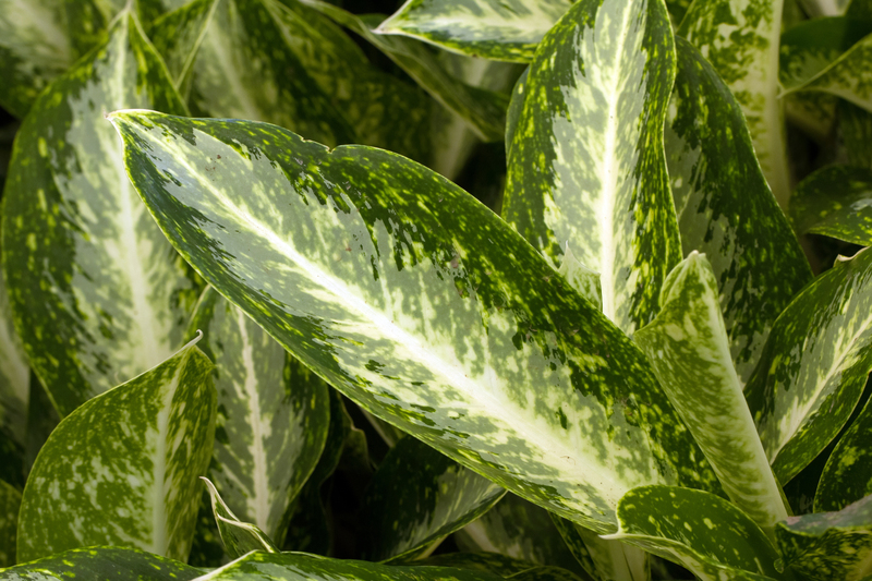 Plants gardeners